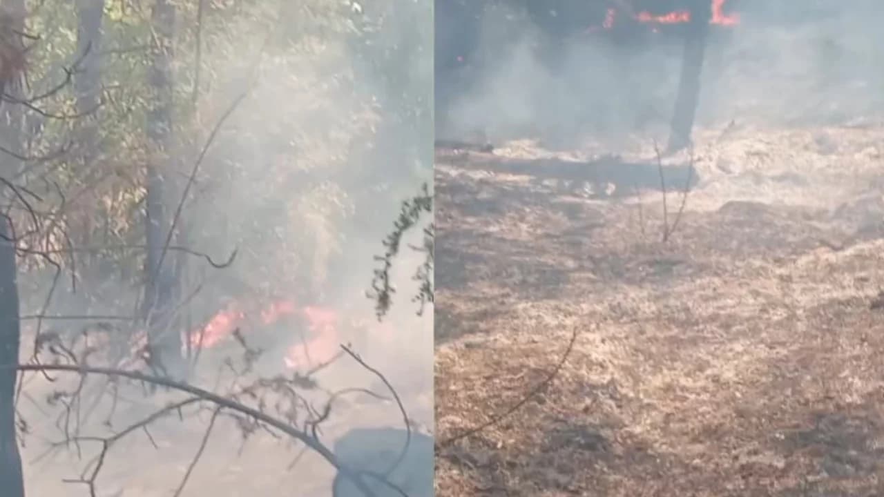 Zjarri përfshin masivin pyjor në Lugaxhi të Elbasanit, flakët avancojnë drejt zonës së banuar, zjarrfikësit në terren