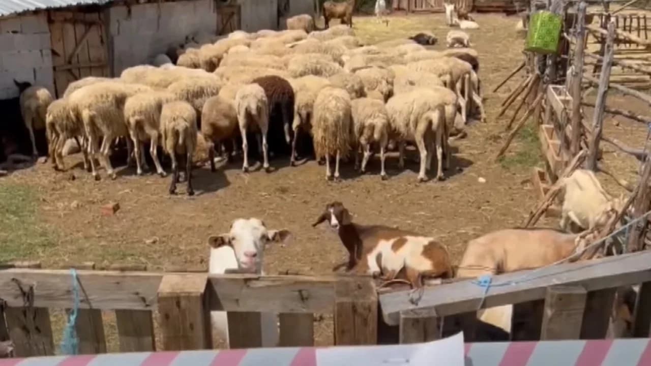Shfaqet vatra e tretë e murtajës së ruminantëve të vegjël në Shkodër, eliminohen 20 krerë dele
