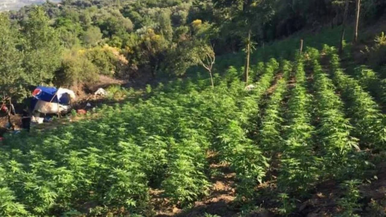Zbulohen mbi 7 mijë rrënjë kanabis në fshatin Reç i Ri/ Pezullohen nga detyra shefi i Komisariatit Shkodër, shefi i Policisë Velipojë dhe Ndihmësspecialisti i zonës