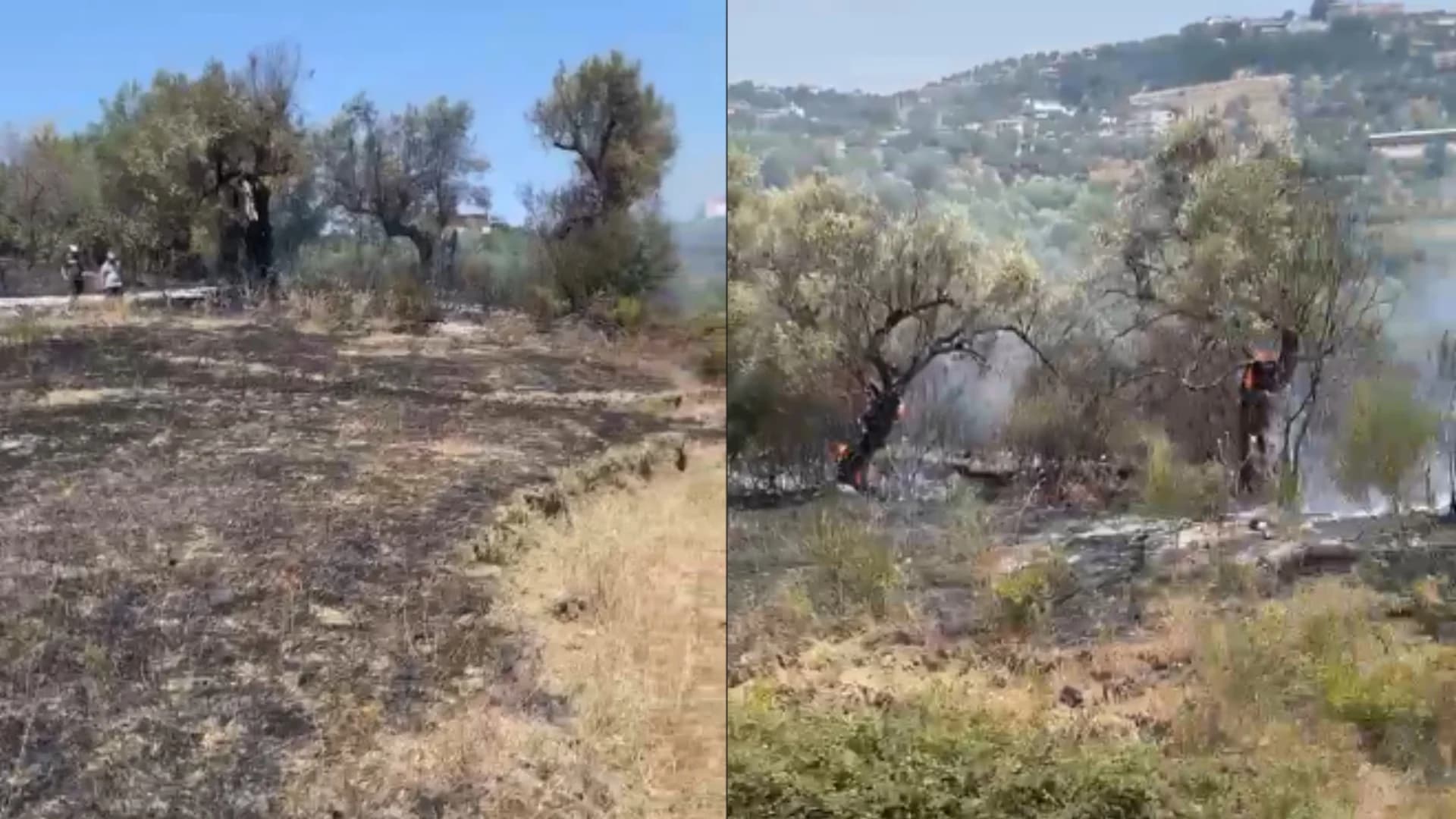 Zjarr në fshatin Trevllazër në Novoselë, digjen sipërfaqe të tëra me ullinj shekullorë. Zjarrfikësit në vështirësi prej erërave