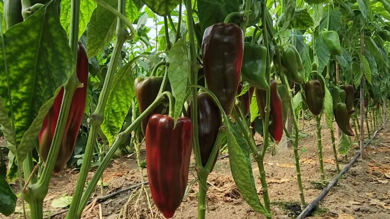 Kroacia bllokon specat shqiptarë/ Asgjësohen 12 tonë me pesticide, çmimi në Myzeqe bie nga 95 në 35 lekë